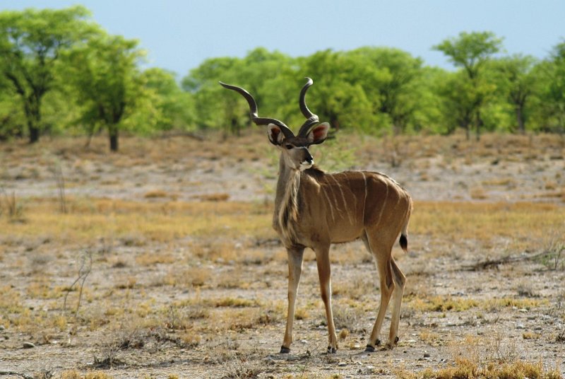 p (791).JPG - Kudu                     